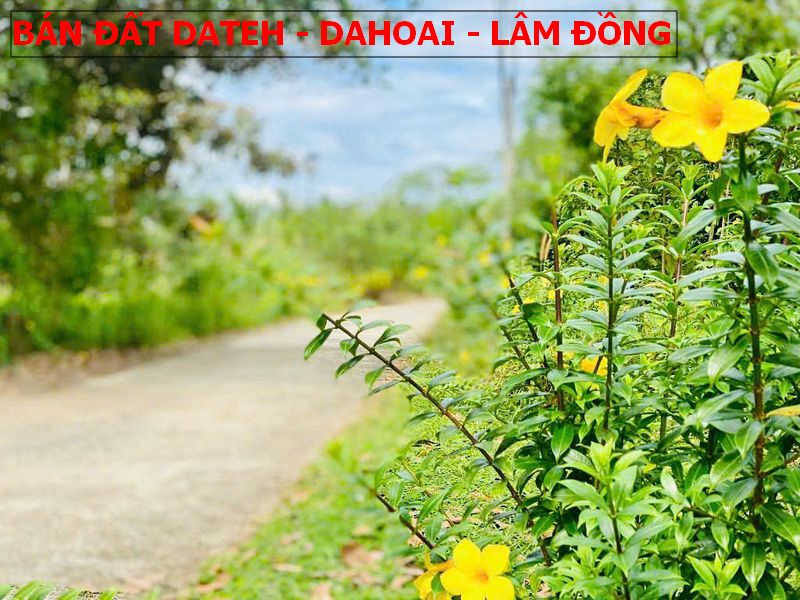 Bán đất Mỹ Đức – Dateh – Lâm Đồng sổ sẵn giá chỉ 270tr