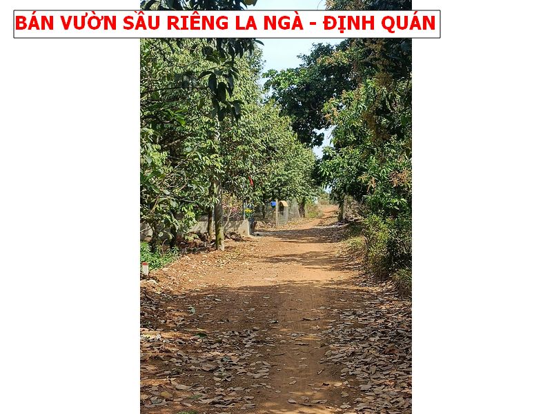 CHỉ 600tr sở hữu vườn sầu riêng ngay La Ngà – Định Quán