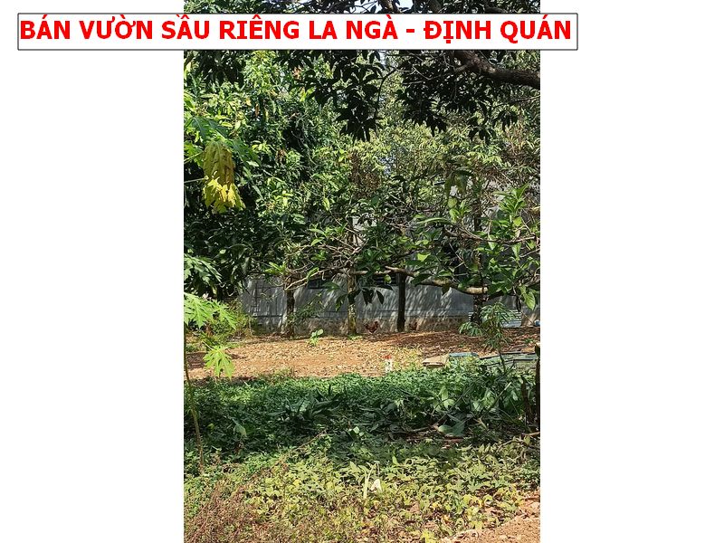 CHỉ 600tr sở hữu vườn sầu riêng ngay La Ngà – Định Quán