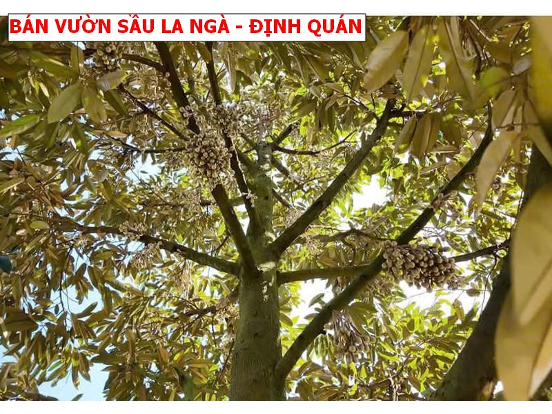 CHỉ 600tr sở hữu vườn sầu riêng ngay La Ngà – Định Quán
