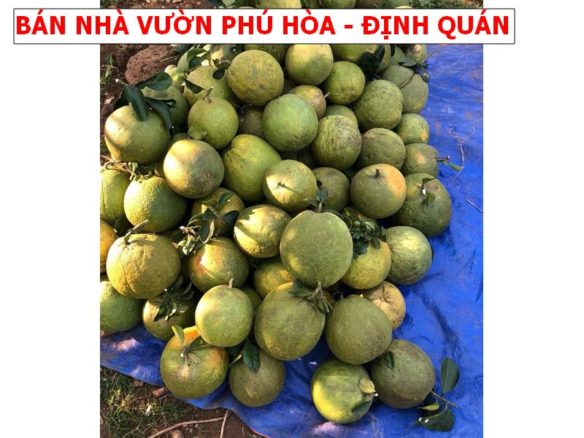 Bán vườn bưởi Phú Hòa – Định Quán giá rất rẻ