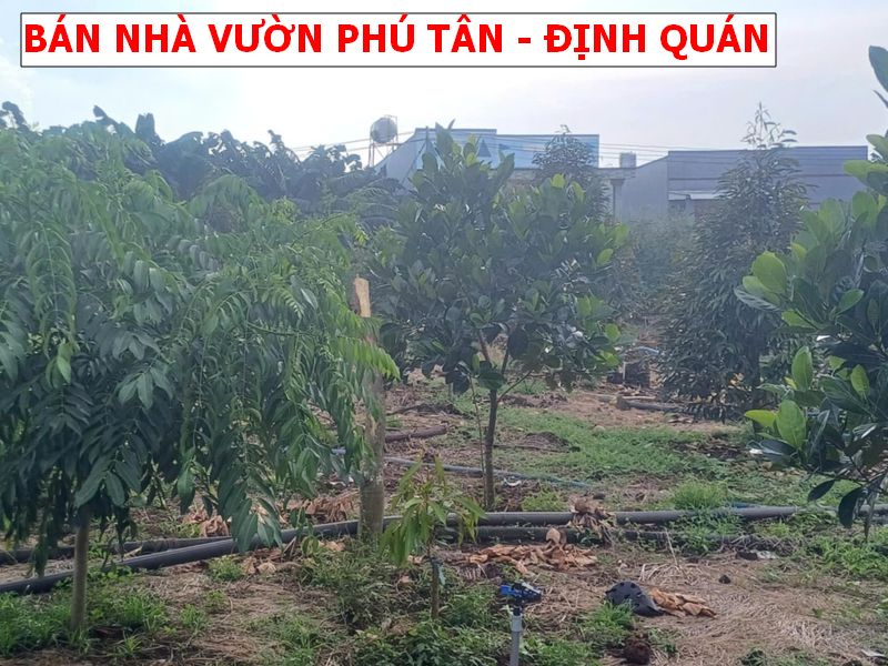 Bán nhà vườn nghỉ dưỡng tại Phú Tân – Định Quán