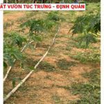Tính chất
