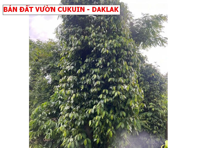 Bán đất vườn Cukuin – Daklak giá chỉ 259tr