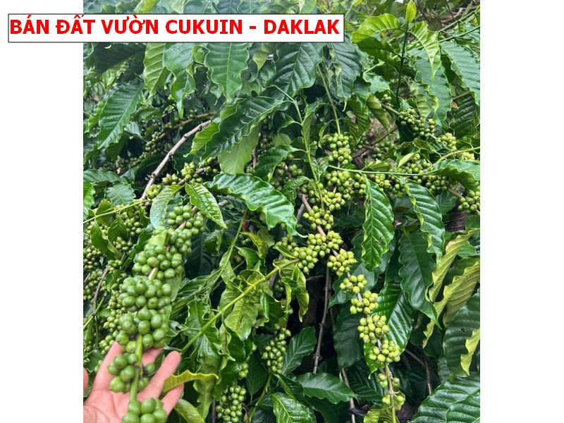 Bán đất vườn Cukuin – Daklak giá chỉ 259tr