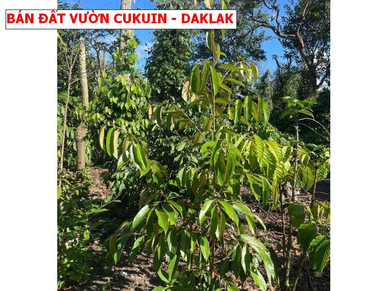 Bán đất vườn Cukuin – Daklak giá chỉ 259tr
