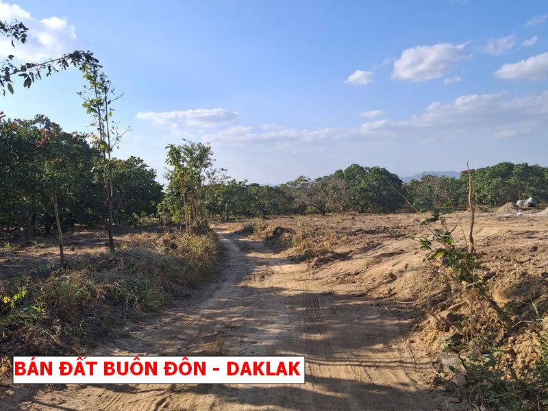 Buôn Đôn – Daklak bán gấp lô vườn rẻ hơn giá nhà nước