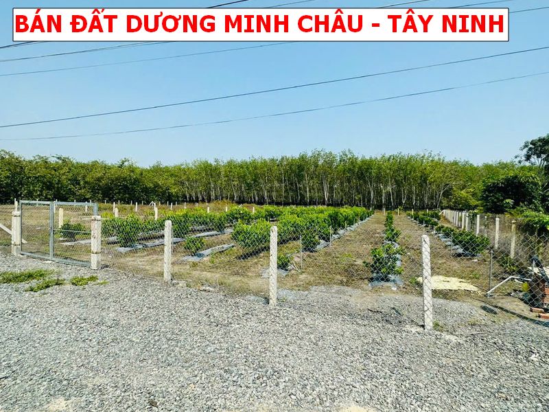 Bán Đất 2 Mặt Tiền Lộc Ninh, Dương Minh Châu – 1045m², 400m² Thổ Cư, Đường Lớn, Giá Chỉ 1 Tỷ 7