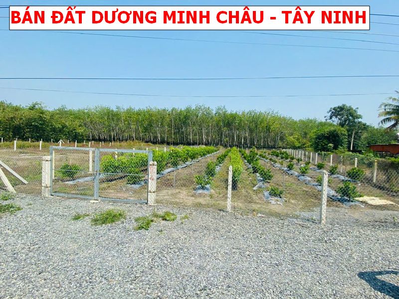 Bán Đất 2 Mặt Tiền Lộc Ninh, Dương Minh Châu – 1045m², 400m² Thổ Cư, Đường Lớn, Giá Chỉ 1 Tỷ 7