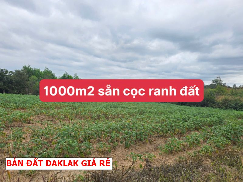 Chỉ 99tr sở hữu lô đất 1000m2 tại Cưmga – Daklak