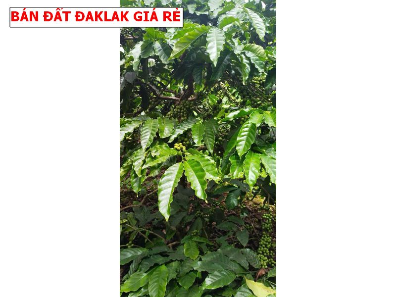 Bán đất Krong Năng – Daklak giá rẻ