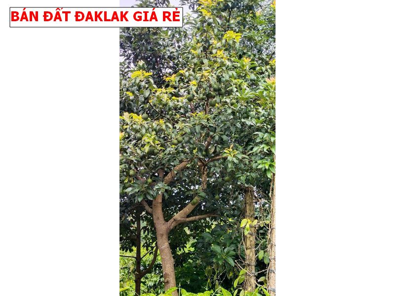 Bán đất Krong Năng – Daklak giá rẻ
