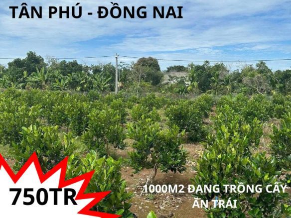 Bán vườn trái cây tại Tân Phú – Đồng Nai giá tốt