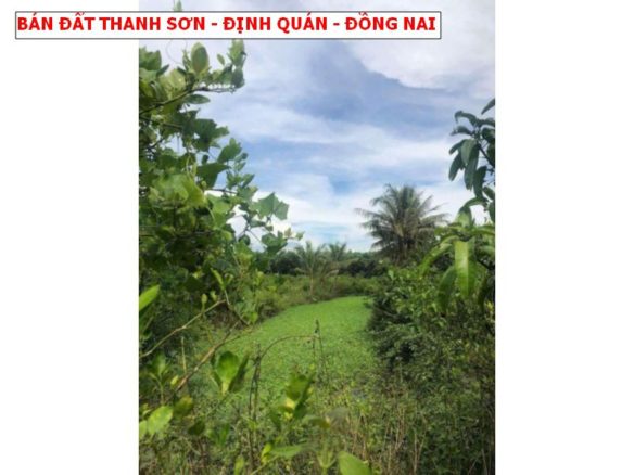 Bán đất vườn Định Quán, 2 mặt tiền có suối, đất trồng full xoài giá chỉ 1,25 tỷ- 4000m2