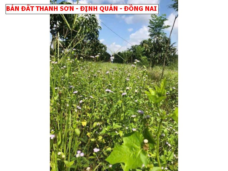 Bán đất vườn Định Quán, 2 mặt tiền có suối, đất trồng full xoài giá chỉ 1,25 tỷ- 4000m2