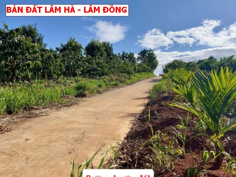 Bán đất Lâm Hà – Lâm Đồng, siêu phẩm săn mây giá tốt