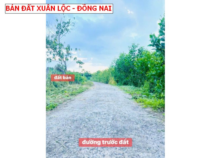 Bán gấp đất Suối Cao – Xuân Lộc -Đồng Nai 1000m2 giá chỉ 469tr