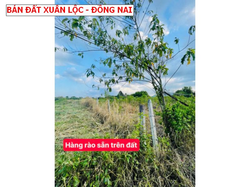 Bán gấp đất Suối Cao – Xuân Lộc -Đồng Nai 1000m2 giá chỉ 469tr