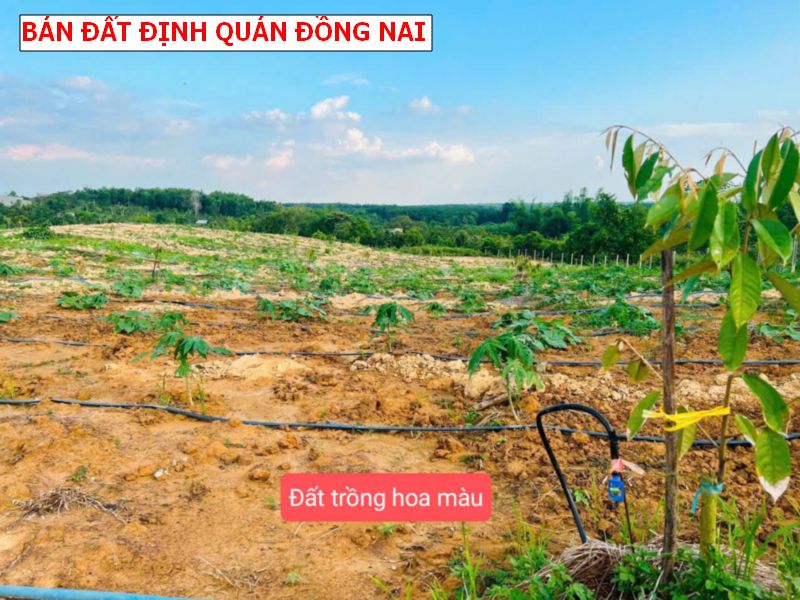 Đất vườn Túc Trung – Định Quán, lốc 9 lô giá chỉ 4xxtr/ lô