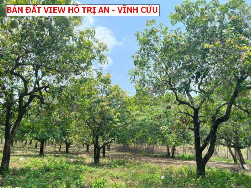 Bán đất view Hồ Trị An, xã Phú Lý, Huyện Vĩnh Cửu- 6100m2 có 900 thổ cư