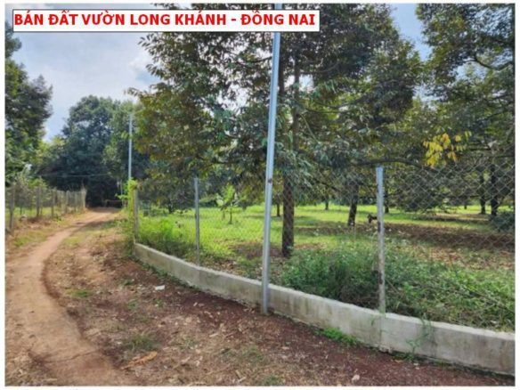 Bán vườn Sầu riêng Hàng Gòn – Long Khánh, 1500m2 full sầu năm t8. giá chỉ 2,8 tỷ