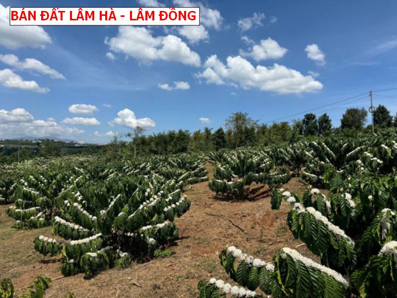 Bán đất Lâm Hà – Lâm Đồng giá chỉ 4xxtr