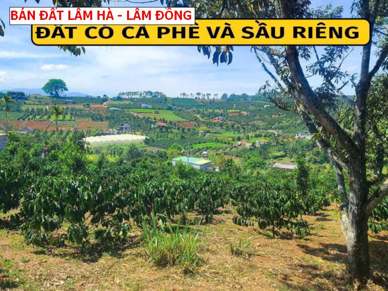 Bán đất Lâm Hà – Lâm Đồng giá chỉ 4xxtr