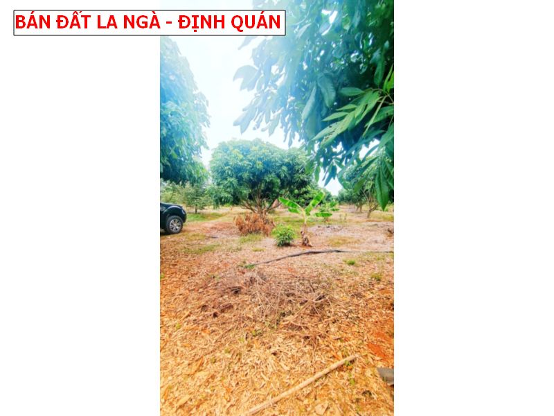 Bán vườn nhãn 1700m2 tại La Ngà _ Định Quán
