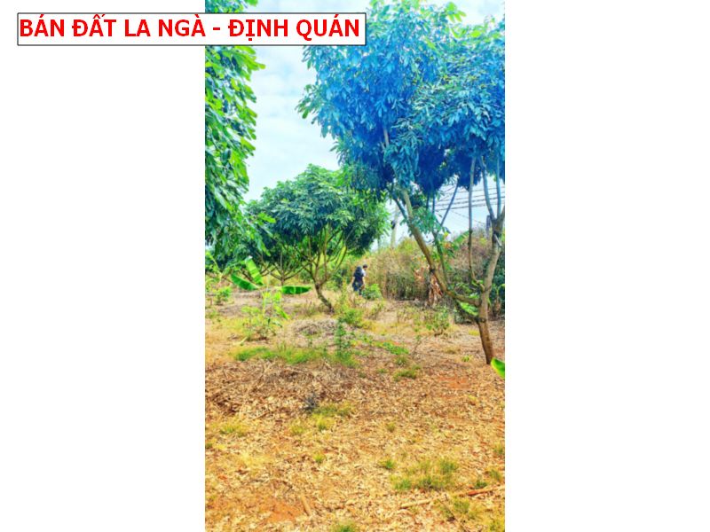 Bán vườn nhãn 1700m2 tại La Ngà _ Định Quán