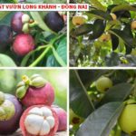 Bán vườn trái cây tại Tp Long Khánh, giá chỉ 750tr
