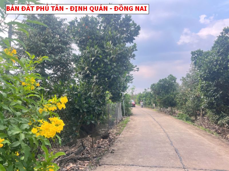 Bán đất Phú Tân – Định Quán, đường betong giá chỉ 4xxtr