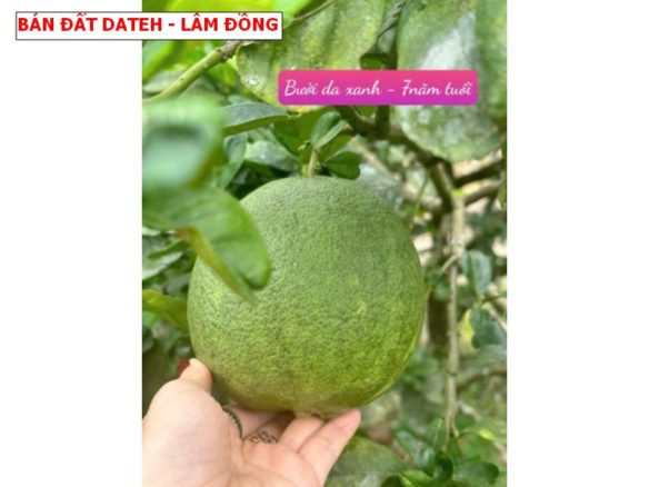 Bán đất Lâm Đồng giá chỉ 199tr/ lô. ngay trung tâm Mỹ Đức – Dateh