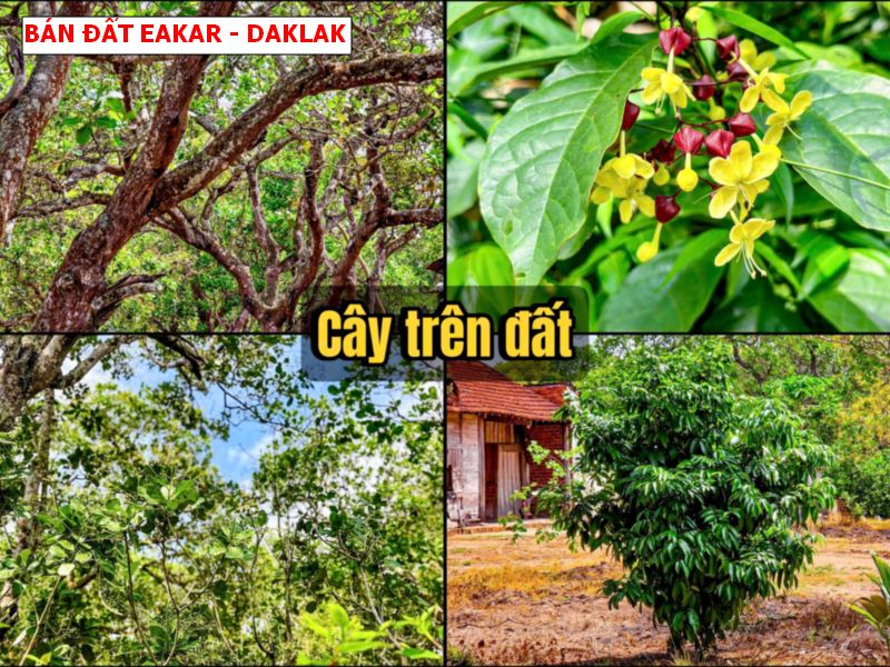 Bán đất Eakar – Daklak giá chỉ 179tr/ lô