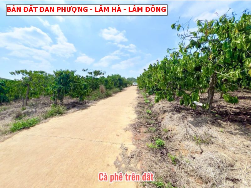 Bán đất Đan Phượng, Lâm Hà – Lâm Đồng, 1000m2 có thổ cư