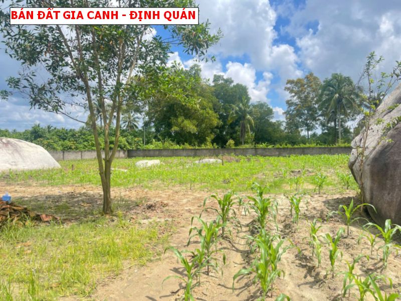 Bán đất Gia Canh, Định Quán, hơn 4200m2 giá chỉ 2 tỷ