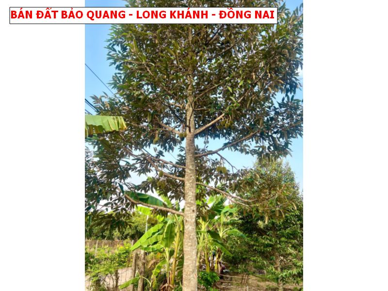 Bán đất vườn Bảo Quang , Long Khánh, đất hồng có thể lên thổ cư
