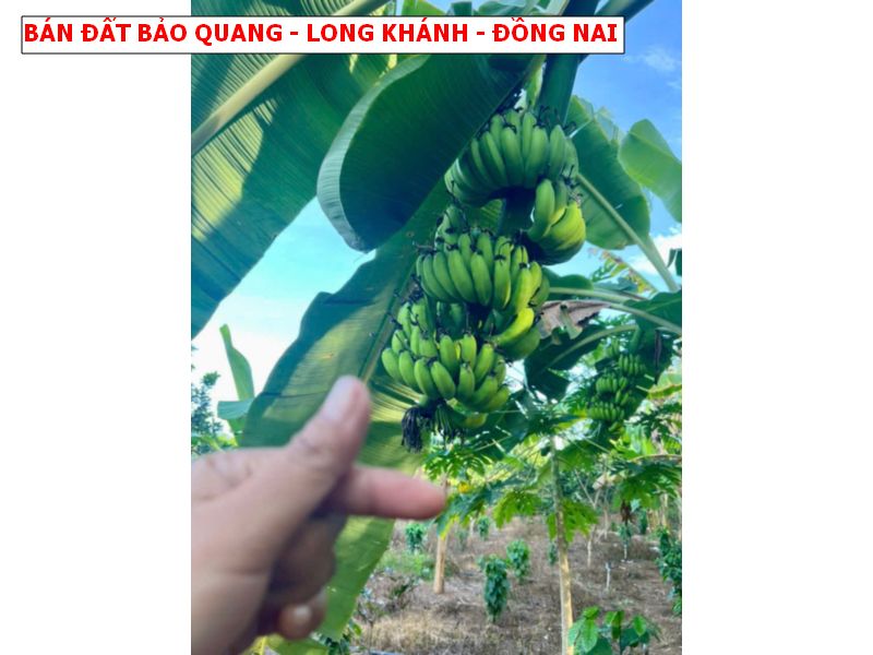 Bán đất vườn Bảo Quang , Long Khánh, đất hồng có thể lên thổ cư