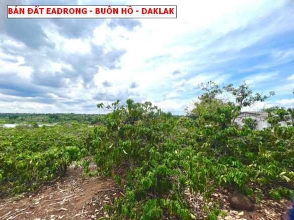 Bán đất Ea Drong – Buôn Hồ – Daklak, mặt tiền nhựa giá chỉ 239tr