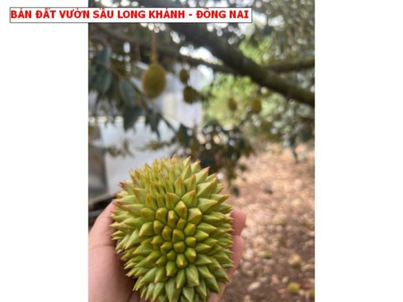 Sở hữu đất thành phố Long Khánh chỉ với 750tr, vườn sầu tươi tốt ngay Phường Xuân Lập, Thành phố Long Khánh