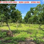 Bán đất vườn Suối Nho - Định Quán giá chỉ 500tr/1000m2