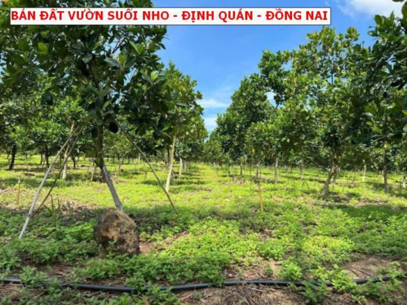 Bán đất vườn Suối Nho – Định Quán giá chỉ 500tr/1000m2