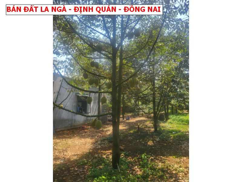 Bán vườn Sầu La Ngà, chỉ còn 1 lô cuối giá 580tr