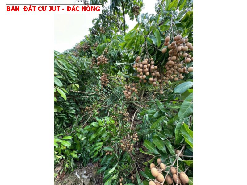 Bán đất view hồ tại Đắc Nông, đường oto, khí hâu mát mẻ, view hồ siêu đẹp
