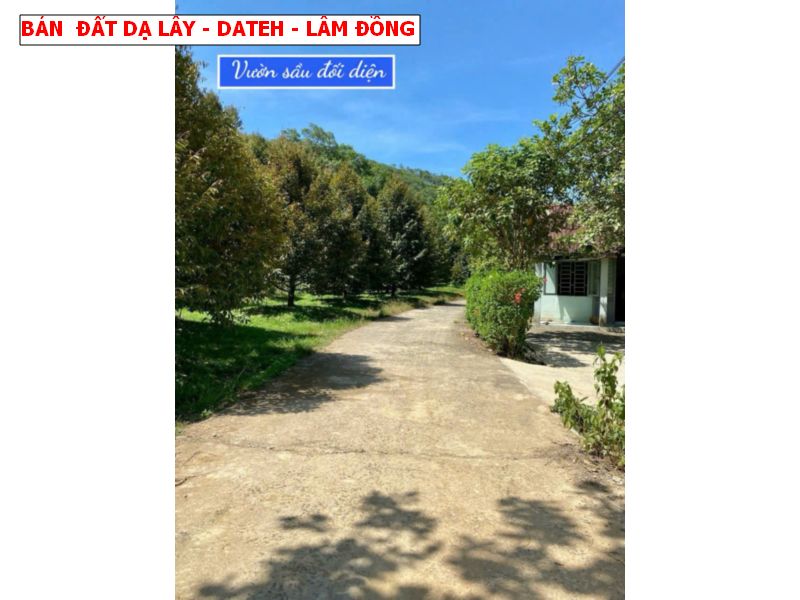 Bán đất Đạ Lây, Đạ Hoai, Lâm Đồng giá chỉ 279tr/ lô