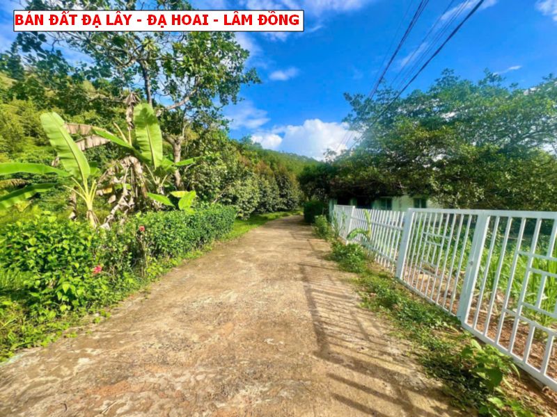 Bán đất Đạ Lây, Đạ Hoai, Lâm Đồng giá chỉ 279tr/ lô sổ sẵn