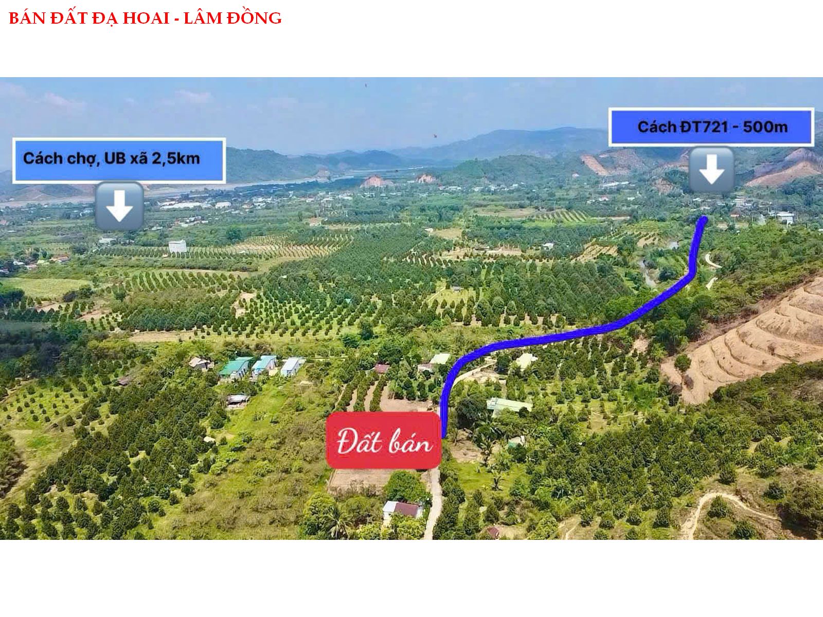 z6687187502170_d316d95497ba1117aae8c1f80711eedb Bán đất Đạ Hoai – Lâm Đồng, gần UBND giá chỉ 279tr/ lô