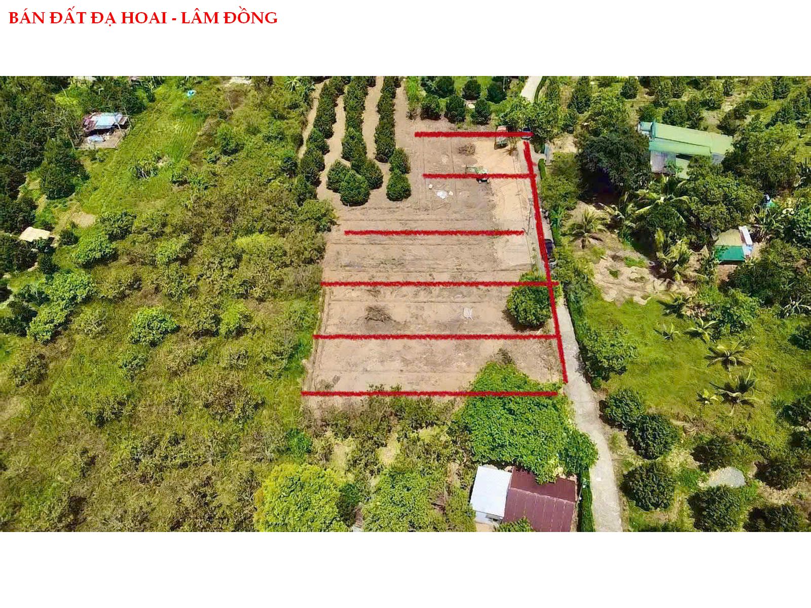 z6687187538366_a587dcab979730ccba07d4215f08cf40 Bán đất Đạ Hoai – Lâm Đồng, gần UBND giá chỉ 279tr/ lô