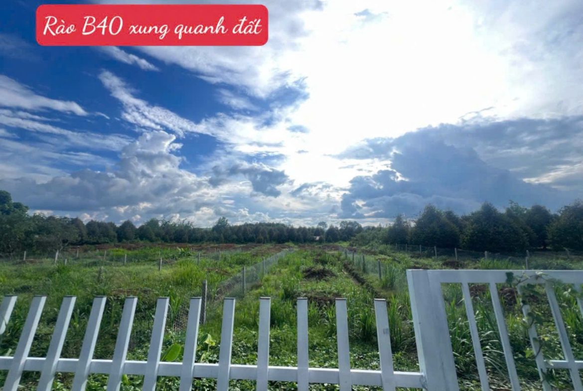 Bán đất Đạ Hoai – Lâm Đồng, gần UBND giá chỉ 279tr/ lô