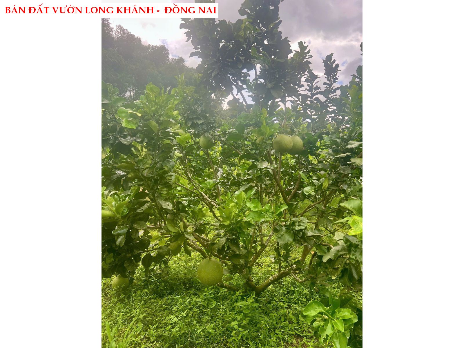Bán đất vườn trái cây Long Khánh – Đồng Nai, có thổ cư