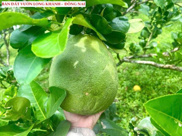Bán đất vườn trái cây Long Khánh – Đồng Nai, có thổ cư